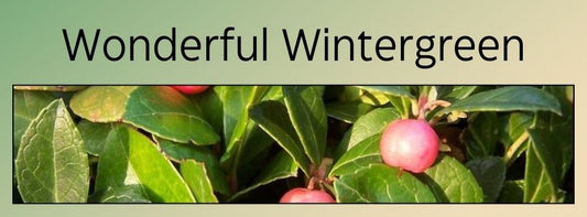 Wonderful Wintergreen